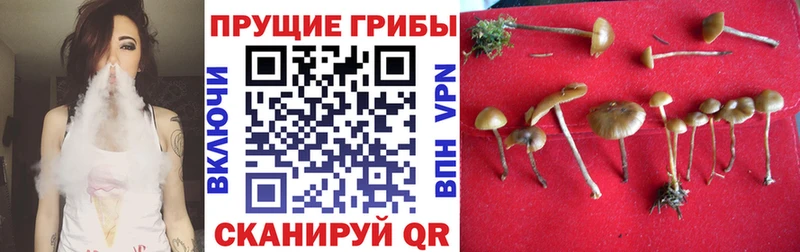 ссылка на мегу ссылка  Курильск  Псилоцибиновые грибы Psilocybe 